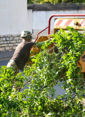 A diligent worker efficiently gathers and collects branches for the purpose of city maintenance and landscaping tasks