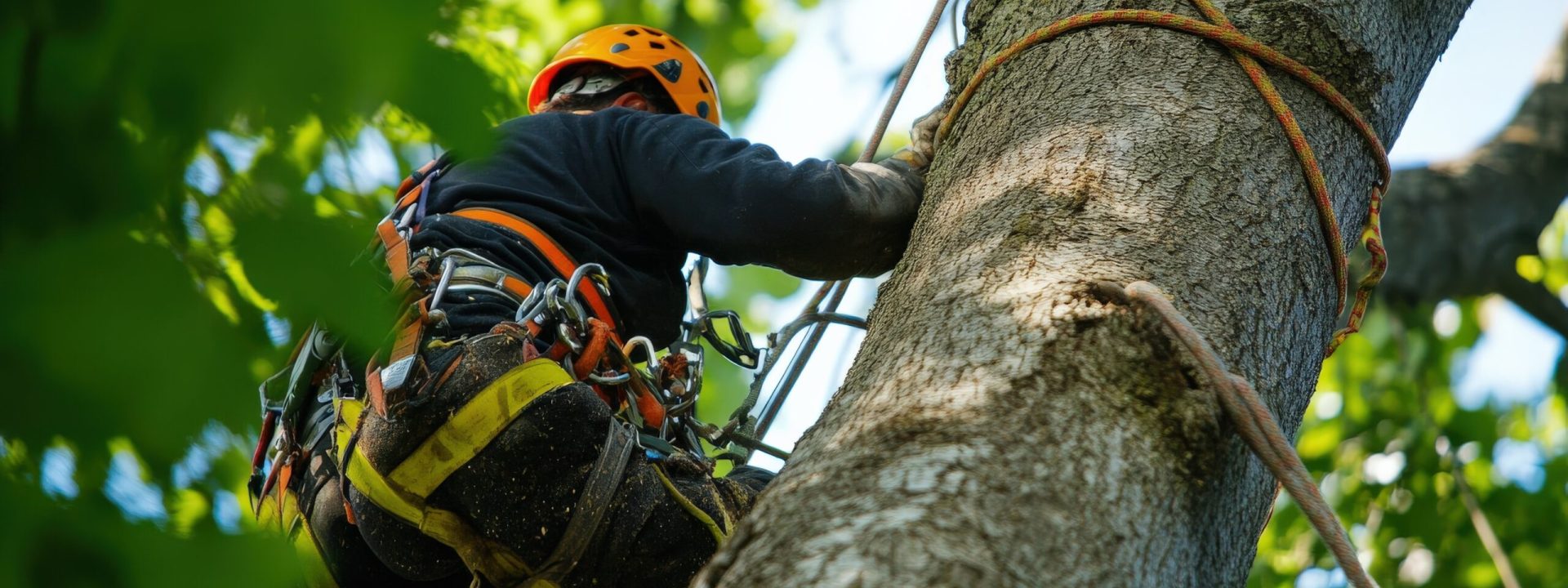 A tree surgeon is climbing a large tree in a residential area, using a harness and tools to perform essential maintenance and trimming work safely